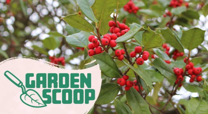 Holly for the holidays | The Garden Scoop | Illinois Extension | UIUC
